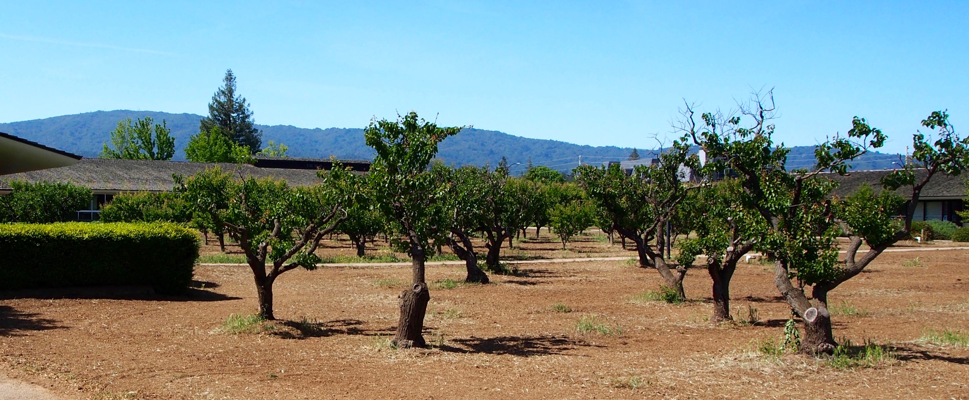 A neatly arranged orchard with rows of pruned fruit trees on dry soil, a building to the left, and hills in the background under a clear blue sky.