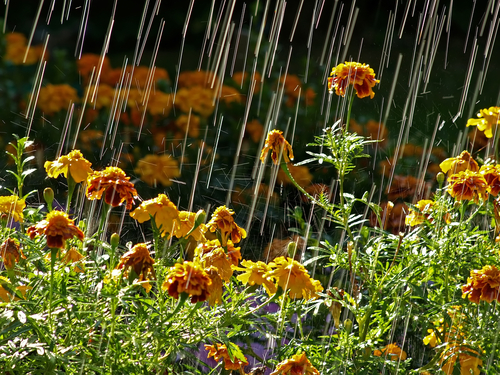 Marigold flowers in yellow and orange under rainfall with green foliage.